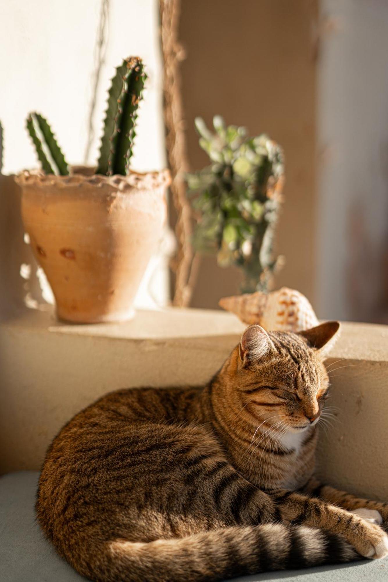 Dar Afoulky Maison D'Hotes Sidi Kaouki Εξωτερικό φωτογραφία